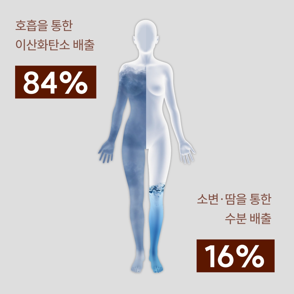 호흡과 수분 배출