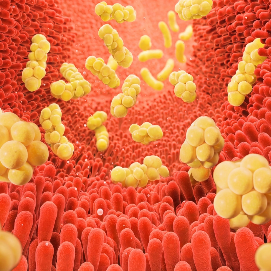 지방 파괴를 넘어 ‘지방 대사’까지